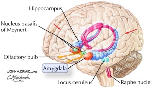 The amygdala highlighted in orange.